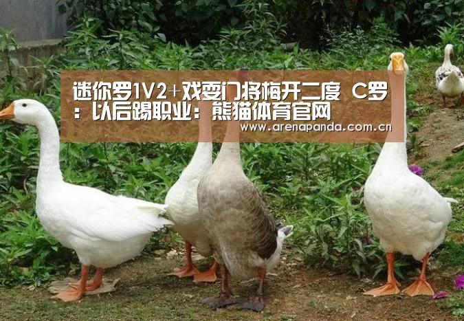 熊猫体育官网